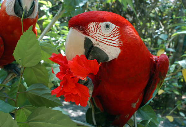 Parc National Corcovado