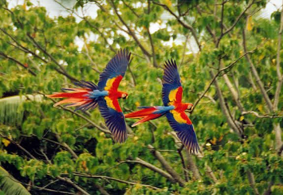 Parc National Corcovado