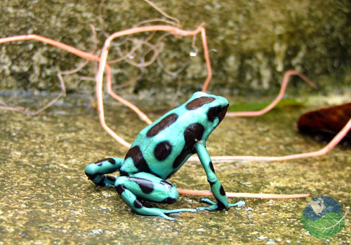 Parc National Corcovado