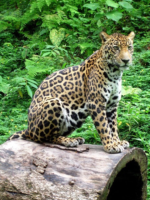 Parc National Corcovado