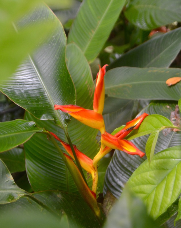 Sendero Osa: Community Hiking Trail