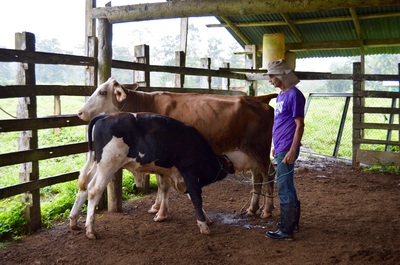 "Conservando Huellas" Dairy Farm