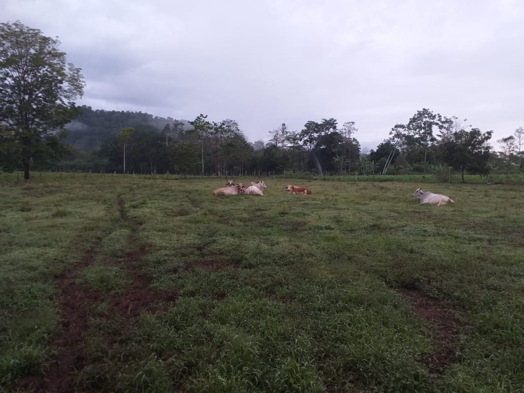 "Conservando Huellas" Dairy Farm