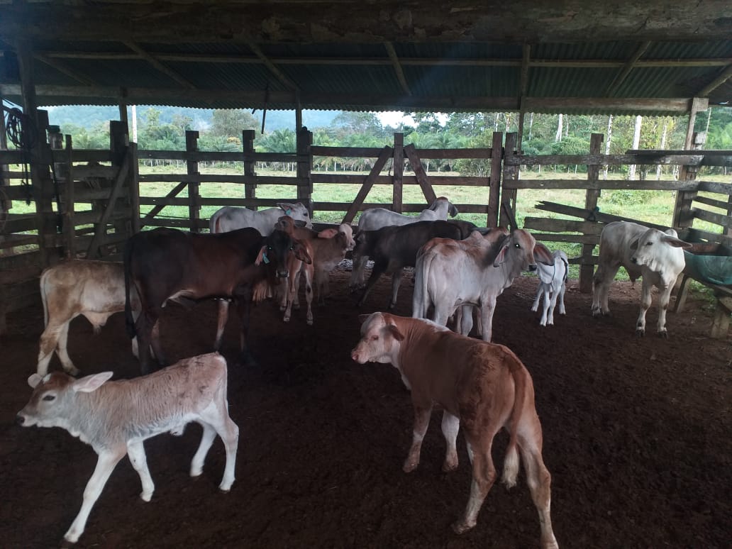 "Conservando Huellas" Dairy Farm