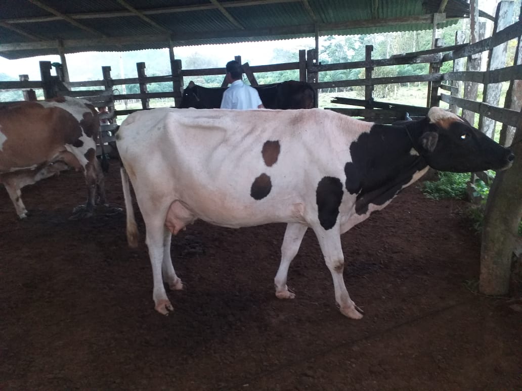 "Conservando Huellas" Dairy Farm