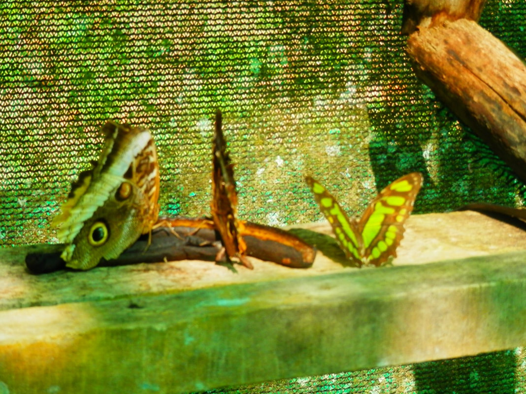 Butterfly Farm Casa del Bosque
