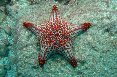 Plongée et Snorkeling à Isla del Caño