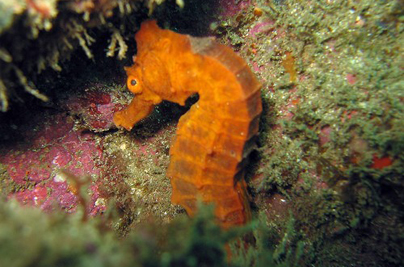Plongée et Snorkeling à Isla del Caño