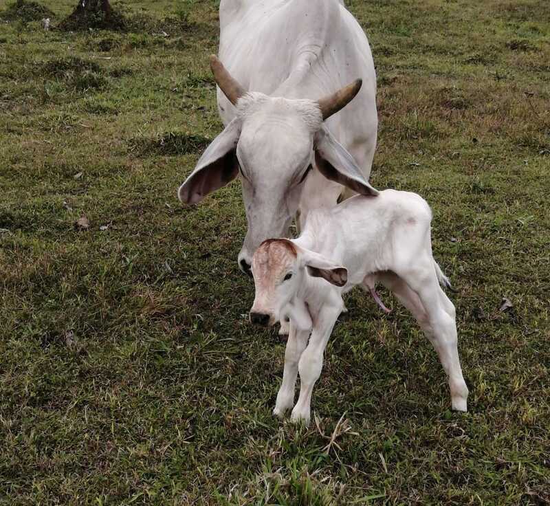 "Conservando Huellas" Dairy Farm