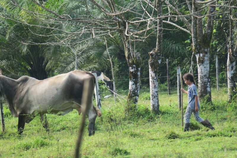 "Conservando Huellas" Dairy Farm