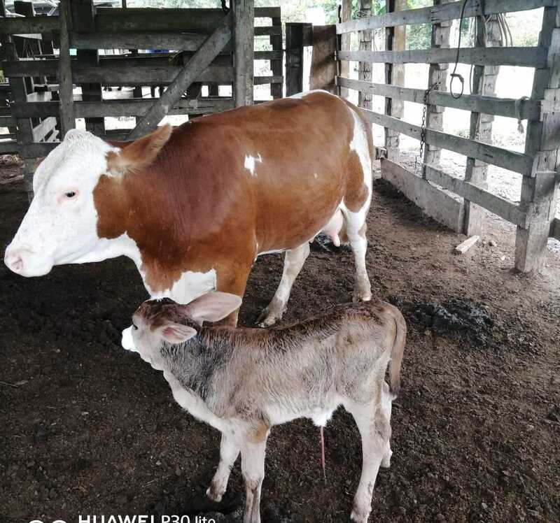"Conservando Huellas" Dairy Farm
